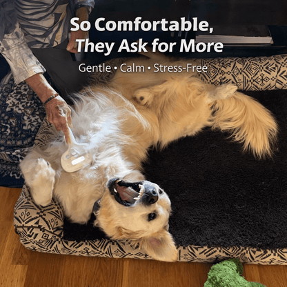 PawTidy™ GentleMist Grooming Brush —  Calm & Comfortable Grooming